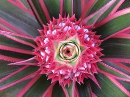 pineapple blossom