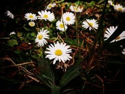 daisies in the grass in spring