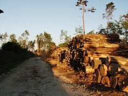 wooden trunks along the track