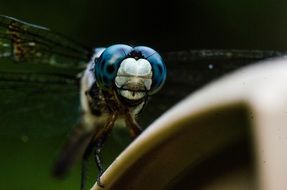 dragonfly macro photo on a blurred background