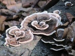 wavy mushrooms on a tree trunk