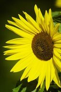 Yellow sunny flower