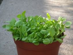 flower seedlings in pot