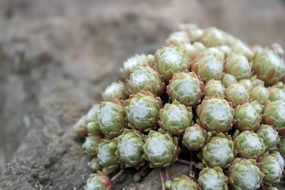 green plant on the rock