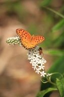 amazing butterfly on a white flower