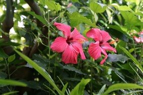 mallow flower blossom
