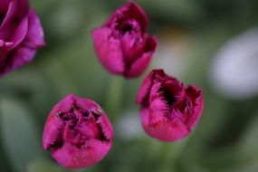 dark purple tulips