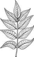 ash plant leaves drawing