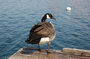 cute duck
