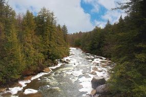 landscape of river in a forest