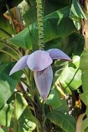 banana flowers in the garden