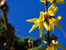 yellow flower of spring