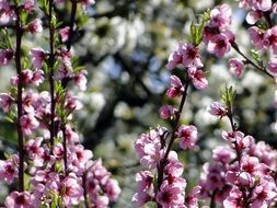 flowering peach tree in the orchard