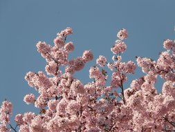 view of the blue sky through the pink cherry blossom