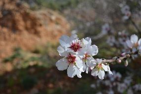 white flowers on a branch in the garden
