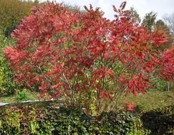 bush in red autumn leaves in a garden