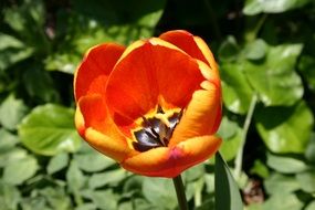 orange tulip flowehead