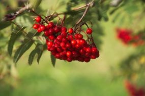 Red rowan berry tree plant nature