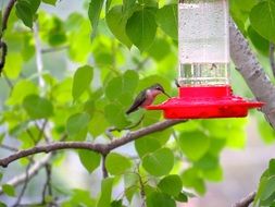 hummingbird on feeder hanging on tree branch