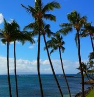 Tropical palm trees in Hawaii