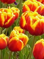 colorful tulips on stems close-up