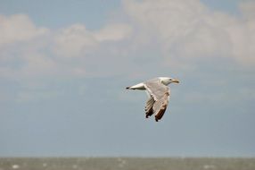 bird in flight over the sea