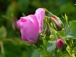 wild roses in summer time