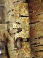 extraordinarily beautiful macro bark