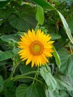 sunflower flower in green leaves
