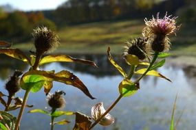 blooming thistle on pond background