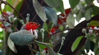 exotic flowers on a tree branches