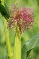 Red cob hair green plant