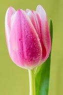 wonderful tulip flower