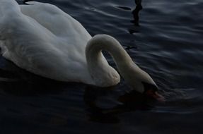 white swan drinking water