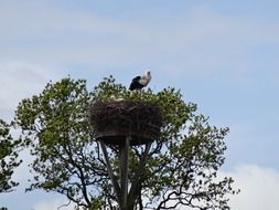 stork on a nest on a tree