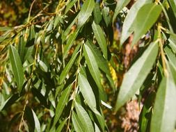 willow branches with green leaves