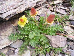 mountain flowers on the rocks