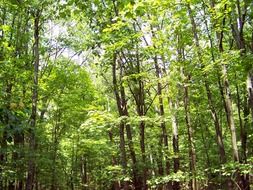 forest on a sunny clear day