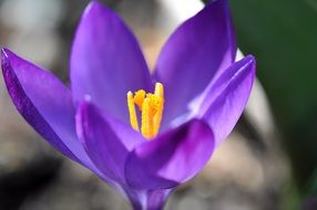 cute little crocus flower blossom