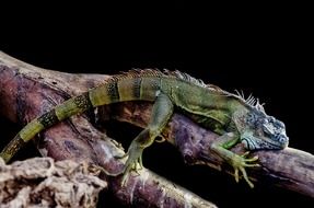 Green and black iguana on the tree