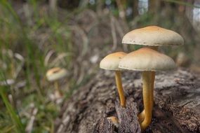 mushrooms on tree bark