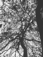 Black and white photo of Trunk and branches