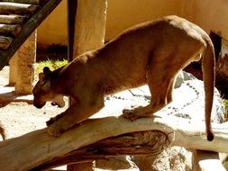 andean puma in the park