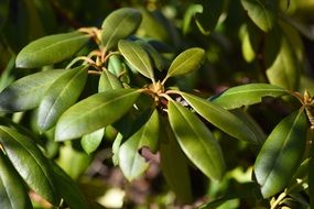 Green sunny rhododendron plant