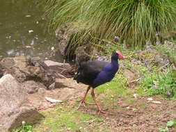 unusual bird in the fauna of New Zealand