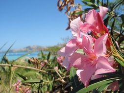 tropical pink flowers on fiji island