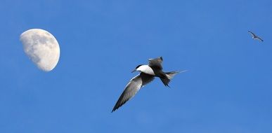 Black and white seagull at blue sky background with Moon