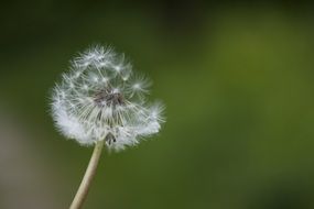 summer dandelion close up