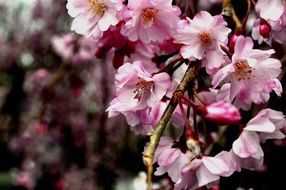 White Pink sakura spring blossom