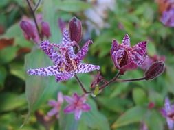 Purple exotic flowers, toad lily